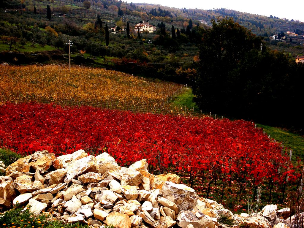 fattoria le sorgenti 1